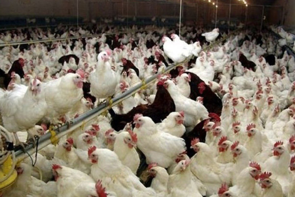 تمهیدات برای آنفولانزای فوق حاد پرندگان در سمنان/ واکسن وارد شد 