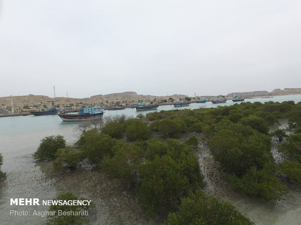 Breathtaking views of ‘Qeshm mangrove forest’ at a glance 