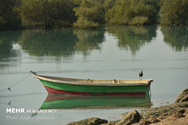 Breathtaking views of ‘Qeshm mangrove forest’ at a glance 