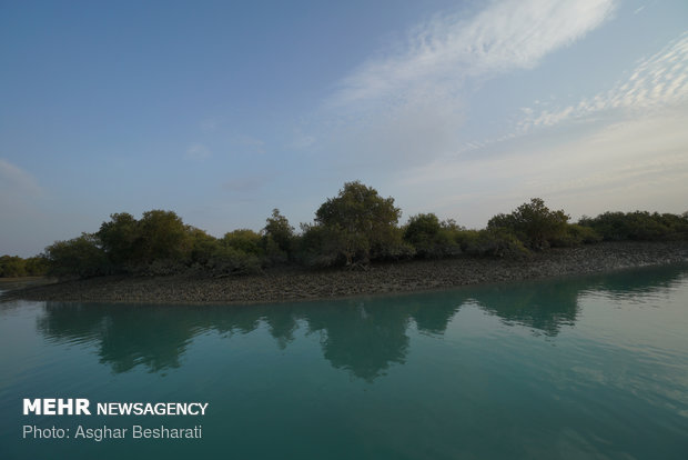 Breathtaking views of ‘Qeshm mangrove forest’ at a glance 