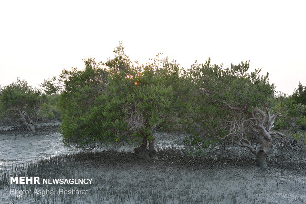 Breathtaking views of ‘Qeshm mangrove forest’ at a glance 