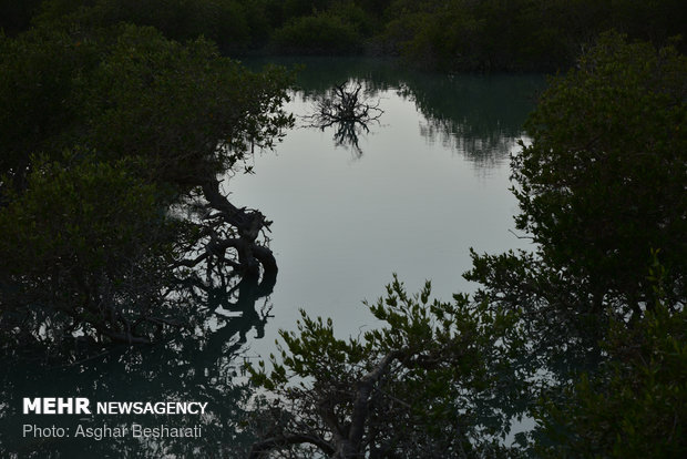 Breathtaking views of ‘Qeshm mangrove forest’ at a glance 