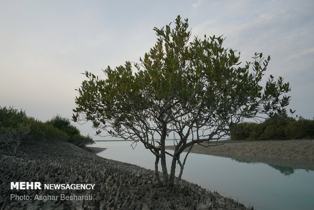 Breathtaking views of ‘Qeshm mangrove forest’ at a glance 