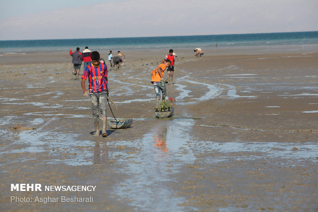 Breathtaking views of ‘Qeshm mangrove forest’ at a glance 