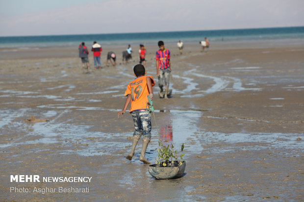 Breathtaking views of ‘Qeshm mangrove forest’ at a glance 