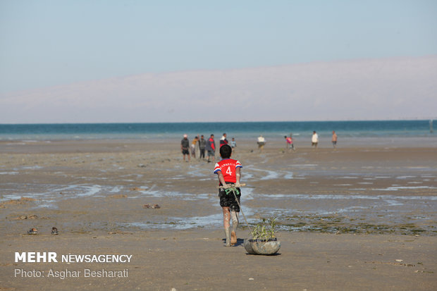 Breathtaking views of ‘Qeshm mangrove forest’ at a glance 