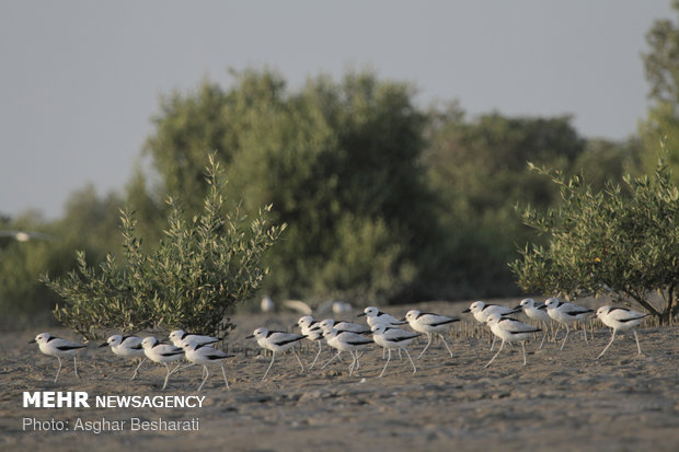 Breathtaking views of ‘Qeshm mangrove forest’ at a glance 