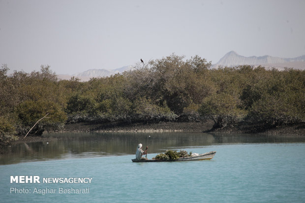 Breathtaking views of ‘Qeshm mangrove forest’ at a glance 