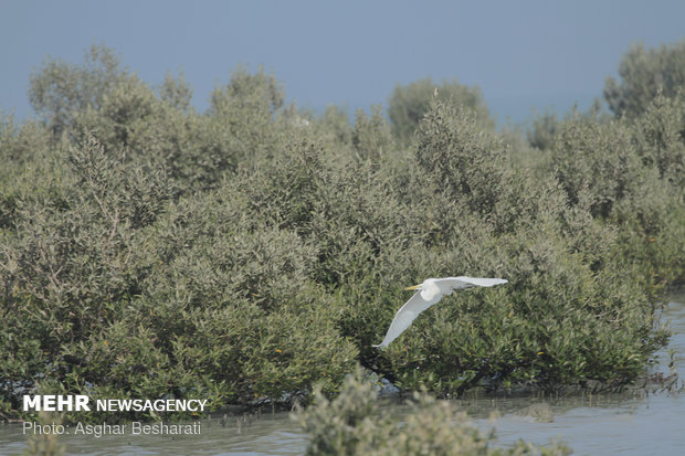 Breathtaking views of ‘Qeshm mangrove forest’ at a glance 