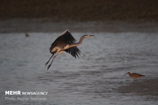 Breathtaking views of ‘Qeshm mangrove forest’ at a glance 