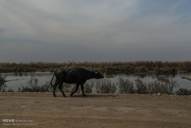  أهوار خوزستان