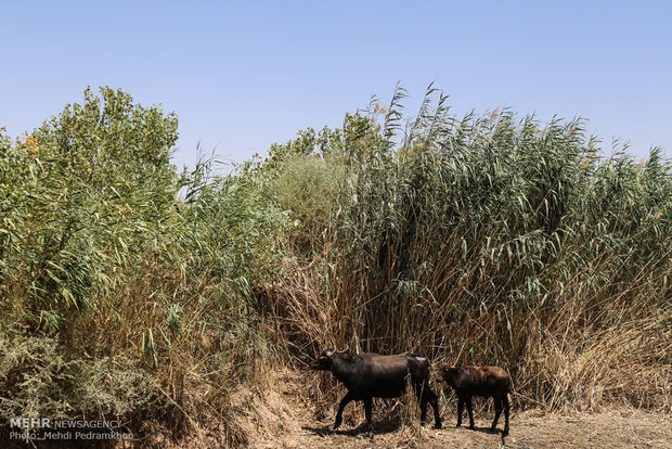  أهوار خوزستان