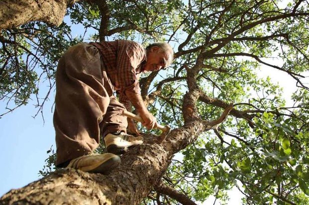 برداشت سقز  از درختان بنه استان ایلام آغاز شد