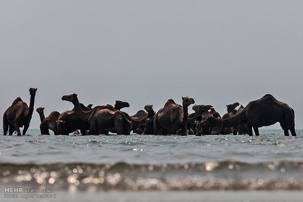 Camels of Qeshm Island bathing in Strait of Hormuz