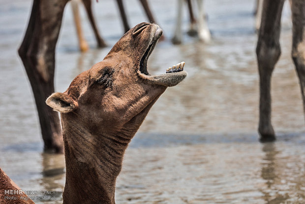 Camels of Qeshm Island bathing in Strait of Hormuz