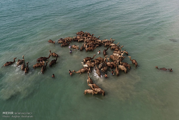 Camels of Qeshm Island bathing in Strait of Hormuz