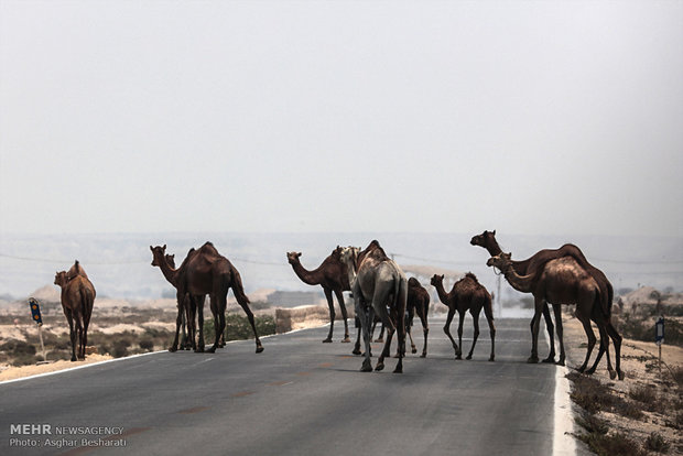 Camels of Qeshm Island bathing in Strait of Hormuz