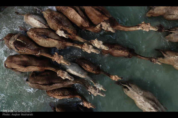 Camels of Qeshm Island bathing in Strait of Hormuz