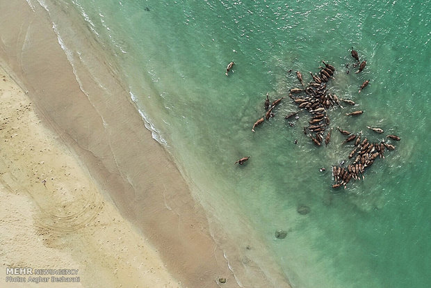 Camels of Qeshm Island bathing in Strait of Hormuz