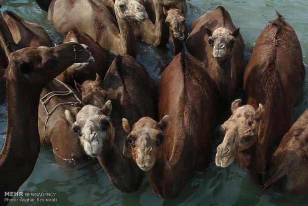 Camels of Qeshm Island bathing in Strait of Hormuz