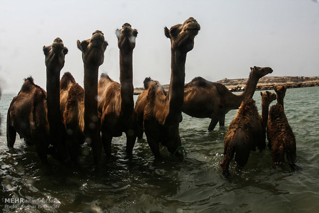 Camels of Qeshm Island bathing in Strait of Hormuz