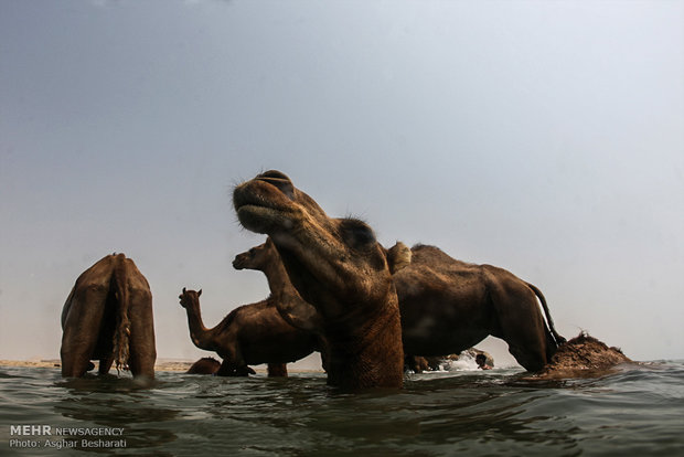 Camels of Qeshm Island bathing in Strait of Hormuz