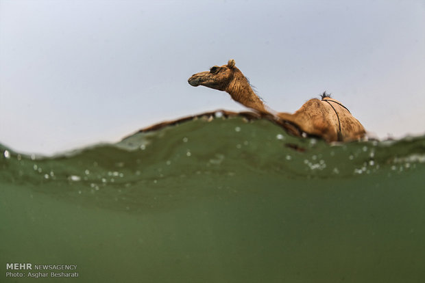 Camels of Qeshm Island bathing in Strait of Hormuz