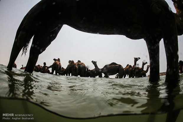 Camels of Qeshm Island bathing in Strait of Hormuz