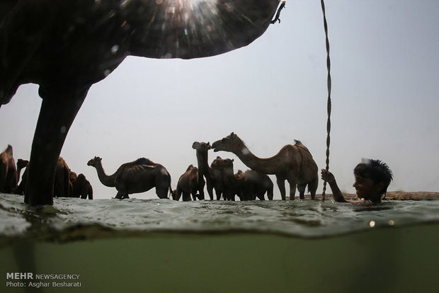 Camels of Qeshm Island bathing in Strait of Hormuz