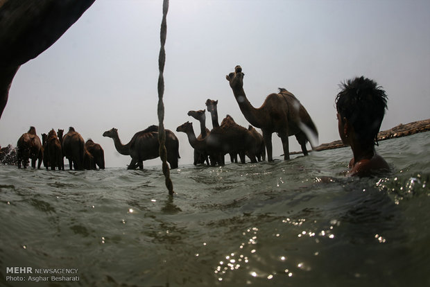 Camels of Qeshm Island bathing in Strait of Hormuz