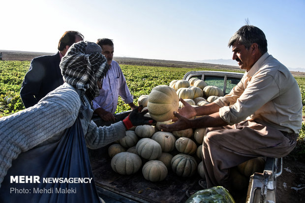 برداشت طالبی از مزارع دشت پرزان شهرضا