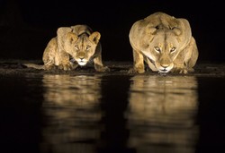 آب خوردن شیرها در شب‎