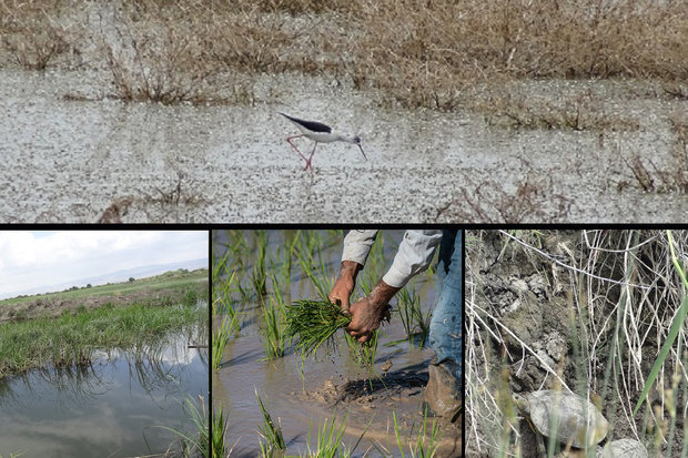 «بیشهدالان» گنجینه گمشده اکوتوریسم؛ رویایی که به واقعیت میپیوندد؟