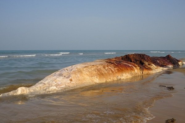 لاشه یک نهنگ بزرگ‌جثه در ساحل استان بوشهر کشف شد