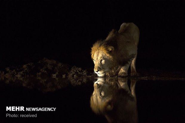 آب خوردن شیرها در شب‎