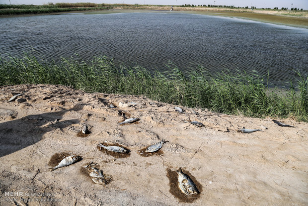 مرگ ماهیان مجتمع پرورش ماهی شهید احمدیان خرمشهر