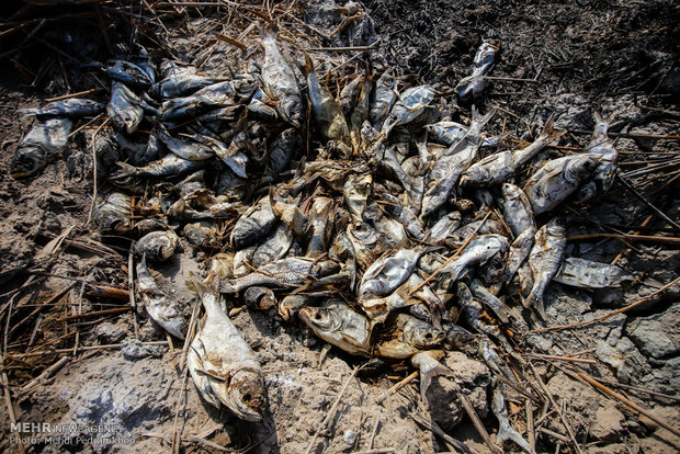 مرگ ماهیان مجتمع پرورش ماهی شهید احمدیان خرمشهر