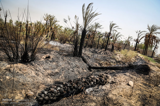 خاکستر شدن 600 اصل نخل در خنافره شادگان 