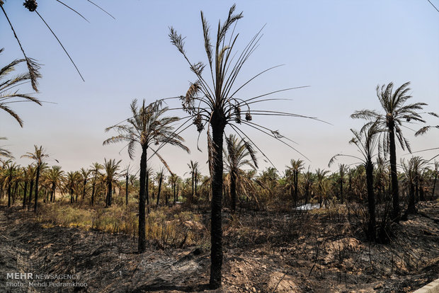 خاکستر شدن 600 اصل نخل در خنافره شادگان 