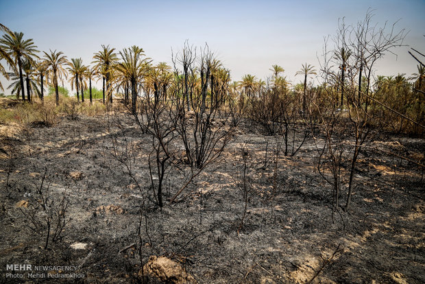 خاکستر شدن 600 اصل نخل در خنافره شادگان 