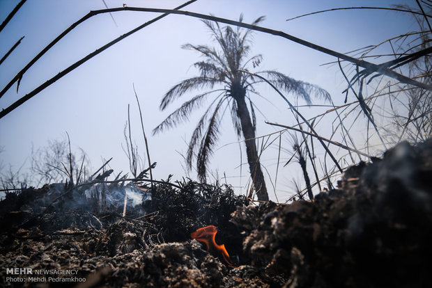 خاکستر شدن 600 اصل نخل در خنافره شادگان 