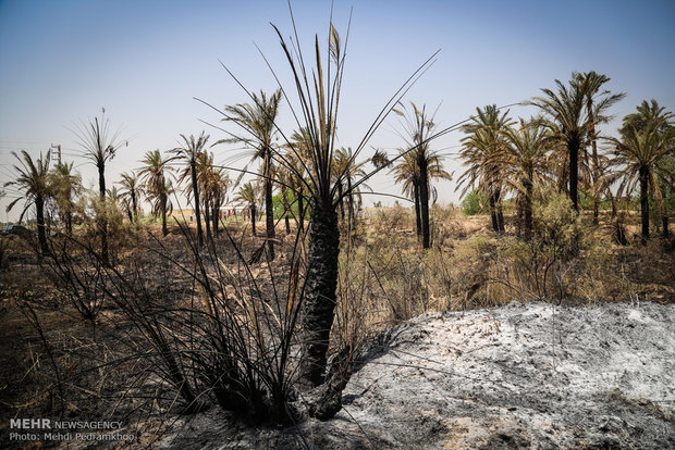 خاکستر شدن 600 اصل نخل در خنافره شادگان 