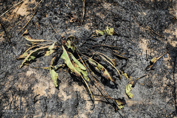 خاکستر شدن 600 اصل نخل در خنافره شادگان 