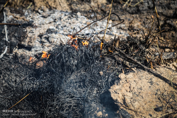 خاکستر شدن 600 اصل نخل در خنافره شادگان 