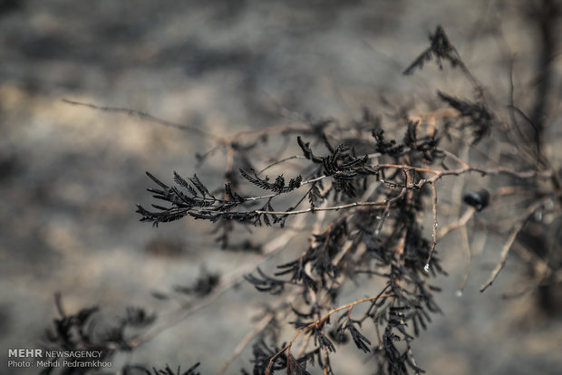 خاکستر شدن 600 اصل نخل در خنافره شادگان 