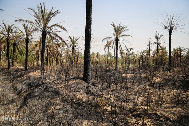 خاکستر شدن 600 اصل نخل در خنافره شادگان 