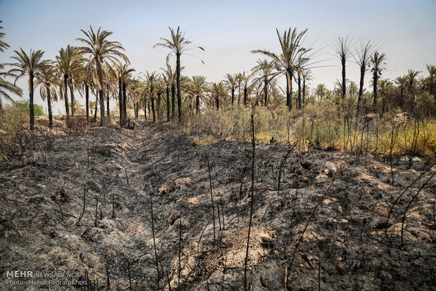 خاکستر شدن 600 اصل نخل در خنافره شادگان 