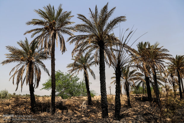 خاکستر شدن 600 اصل نخل در خنافره شادگان 