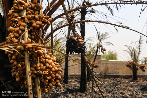 خاکستر شدن 600 اصل نخل در خنافره شادگان 