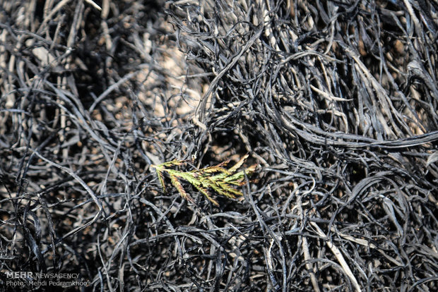 خاکستر شدن 600 اصل نخل در خنافره شادگان 